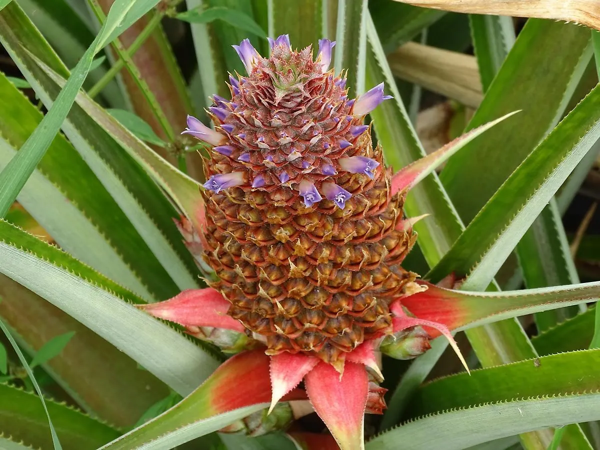 Les Gites Latentouasie Capesterre-Belle-Eau 0*,  Guadeloupe