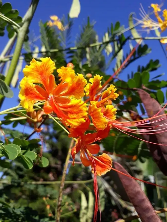 Les Gites Latentouasie Capesterre-Belle-Eau 0*,  Guadeloupe